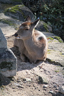 geyik, miyajima, Japonya, memeli, hayvan, hayvan temaları, hayvan yaban hayatı, vahşi hayvanlar, bir hayvan, doğa, omurgalı, gün, Kaya, arazi, alan, katı, kaya - nesne, Güneş ışığı, insansız, ön plana odaklanmak, açık havada, kapatmak, Evcil Hayvanlar, otçul, hayvan başı, 2K, CC0, kamu malı, telif ücretsiz