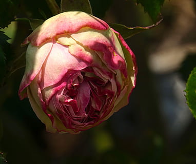 Rosa, Schraffur, blühende Pflanze, Nahansicht, Blume, Frische, Schönheit in der Natur, pinke Farbe, Verletzlichkeit, Zerbrechlichkeit, Blütenblatt, Pflanze, Fokus auf den Vordergrund, Blütenstand, Blütenkopf, Wachstum, keine Leute, Natur, Tag, Rose, draußen, Kelchblatt, 2K, CC0, gemeinfrei, lizenzfrei