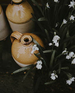 Marrone, ceramica, vasetti, accanto, bianca, fiori, vaso in gres, fiore petalo, bucaneve, pentole, pianta fiorita, fiore, pianta, nessuno, avvicinamento, freschezza, concentrarsi sulle conoscenze acquisite, arte e artigianato, rappresentazione, natura, crescita, vista dall'alto, fragilità, bellezza nella natura, vulnerabilità, giorno, petalo, natura morta, cibo e bevande, 4K, CC0, dominio pubblico, privo di copyright