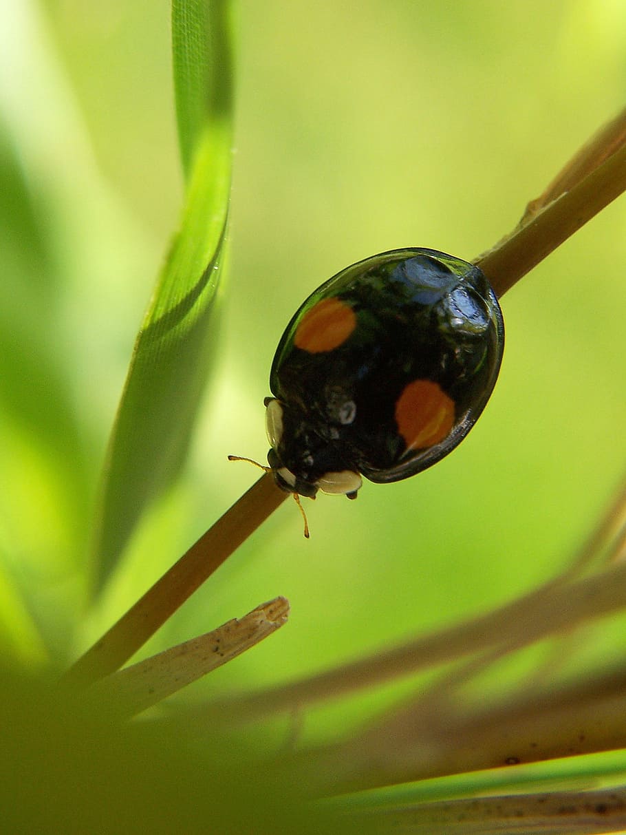 insetto, coccinella, macro, natura, coleottero nero, erba, invertebrato, fauna selvatica, animali allo stato selvatico, un animale, temi animali, animale, avvicinamento, colore verde, nessuno, pianta, scarafaggio, giorno, parte vegetale, messa a fuoco selettiva, foglia, all'aperto, crescita, bellezza nella natura, 1080P