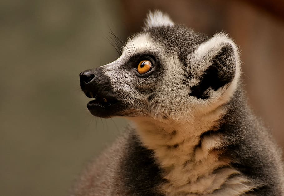recobert de llarga durada, gris, negre, animal, mico, lemur, bonic, zoo, äffchen, dolç, món animal, tierpark hellabrunn, un animal, temes d'animals, mamífer, fauna animal, animals a la natura, primer pla, mirant cap a fora, mirant, part del cos dels animals, cap gent, centrar-se en primer pla, cap d’animals, vertebrats, vista del perfil, retrat, primat, vista lateral, dia, contemplació, bigotis, ull d’animals, 4K