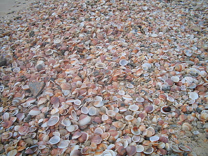 Muscheln, Textur, braun, Beige, Hintergrund, Vollbild, Hintergründe, Fülle, große gruppe von gegenständen, Tag, keine Leute, High Angle View, solide, Stein, Rock, Natur, Stein - Objekt, Kieselstein, Muster, Rock - Objekt, Wasser, Strand, draußen, Land, Schönheit in der Natur, 1080P, CC0, gemeinfrei, lizenzfrei