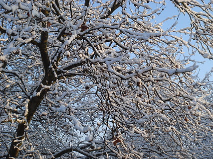 vinter, sne, vinterlige, kold, træ, plante, afdeling, kold temperatur, ingen mennesker, natur, dag, bare træ, ro, skønhed i naturen, Frosset, lav vinkel visning, vækst, udendørs, himmel, fuld ramme, jord, død plante, 2K, CC0, offentligt domæne, royaltyfrie
