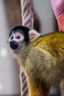 macaco-esquilo, macaco, äffchen, curioso, fofa, animal, criatura, escalar, mamífero, natureza, mundo animal, fotografia da vida selvagem, árvore, Castanho, Preto, marrom preto, herr nilsson, primata, animais selvagens, pequeno, temas animais, um animal, fechar-se, ninguém, vertebrado, animal jovem, animais domésticos, focar em primeiro plano, pets, doméstico, retrato, olhando para a câmera, animais em estado selvagem, família animal, bigode, 2K, CC0, domínio público, royalty free