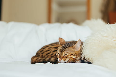 sove leopard kattunge, bengal katt, brun, svart katt, hvit, tekstil, katt, sove, seng, sofa, huskatt, kjæledyr, dyr, søt, soverom, innendørs, feline, husdyr, avslapning, kattunge, komfortabel, hvile, ligger ned, pattedyr, ett dyr, dyre temaer, innenlands, møbler, virveldyr, ingen folk, hjem interiør, hjemlige rom, værhår, koselig, tabby, 5K, CC0, offentlig domene, opphavsrett gratis