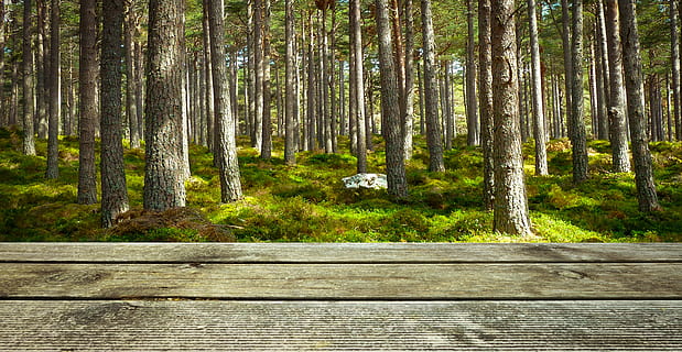 arboles, junto a, la carretera, tiempo de día, fondo, madera, bosque, presentación, papel pintado, colores, verde, naturaleza, al aire libre, campo, de madera, piso, terraza, terminado, árbol, planta, tierra, tronco de arbol, el maletero, material de madera, belleza en la naturaleza, tranquilidad, nadie, escena no urbana, crecimiento, día, paisajes - naturaleza, escena tranquila, color verde, paisaje, Pino, árbol conífero, bosque de pinos, nivel de la superficie, 2K, CC0, dominio público, libre de derechos