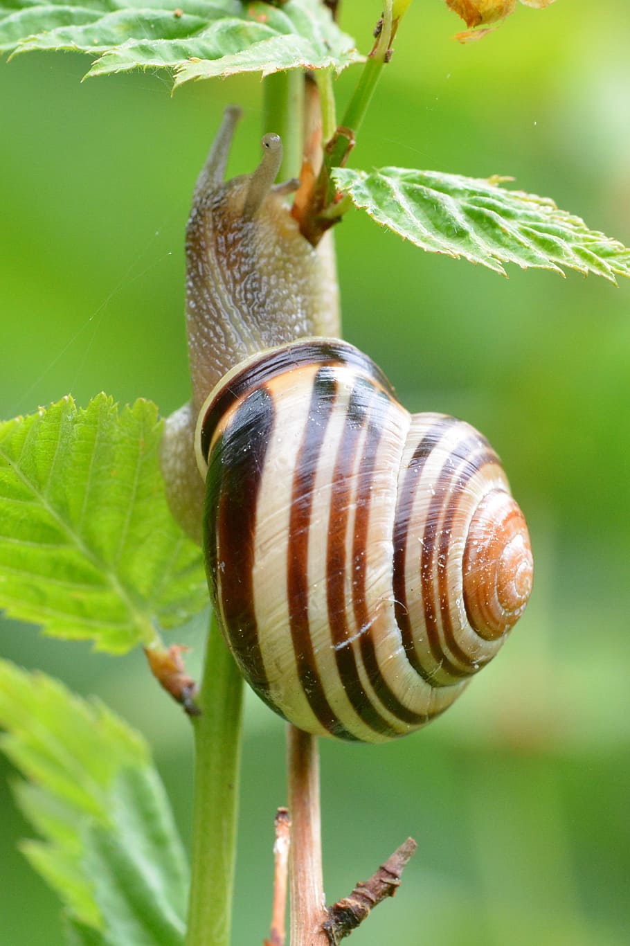 snegl, makro, tæt, skal, snegl shell, dyreliv, hvirvelløse, dyr, dyre temaer, mollusk, havsnegle, dyr i naturen, tæt på, plante del, et dyr, blad, dyreskal, fokus på forgrunden, natur, plante, insekt, ingen mennesker, dag, udendørs, 2K