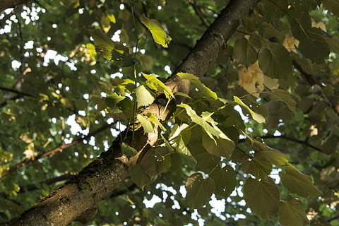 foglia, albero, riflettore, sole, fotosintesi, luce e ombra, rami, le foglie, pianta, Inquadratura dal basso, ramo, crescita, parte vegetale, natura, giorno, all'aperto, nessuno, tronco d'albero, colore verde, tronco, bellezza nella natura, concentrarsi sulle conoscenze acquisite, luce del sole, temi animali, animale, fauna selvatica, 5K, CC0, dominio pubblico, privo di copyright