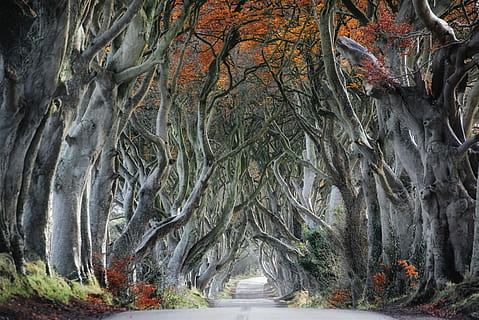 pittura, grigio, rami d'albero, alberi accanto al sentiero, albero, foresta, strada, le foglie, arancia, autunno, Game of Thrones, Irlanda del Nord, Antrim, strada del bregagh, Armoy, siepe oscura, pianta, tronco d'albero, tronco, natura, crescita, nessuno, giorno, la tranquillità, bellezza nella natura, terra, ramo, all'aperto, scena tranquilla, modificare, parte vegetale, scenics - natura, treelined, 5K, CC0, dominio pubblico, privo di copyright