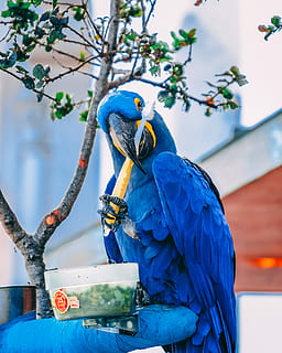 albastru, macaw, deținere, periuta de dinti, timpul zilei, periaj, dantură, cioc, ciuguli, copac, papagal, pasăre, animale vertebrate, animal, animale sălbatice, animale tematice, animale în sălbăticie, să se concentreze asupra primelor elemente, stinghie, aur și albastru macaw, zi, un animal, nici o persoana, natură, în aer liber, 2K, CC0, domeniu public, fără drepturi de autor