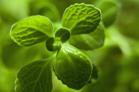 knop, blad, de lente, natuur, doekjes, groen, planten, blauw, de bladeren, abstract, bloem, deel van de plant, groene kleur, fabriek, detailopname, versheid, eten en drinken, voedsel, geen mensen, groei, schoonheid in de natuur, gezond eten, dag, groente, selectieve aandacht, focus op de voorgrond, fruit, buitenshuis, welzijn, kruid, rijp, 4K, CC0, publiek domein, royaltyvrij