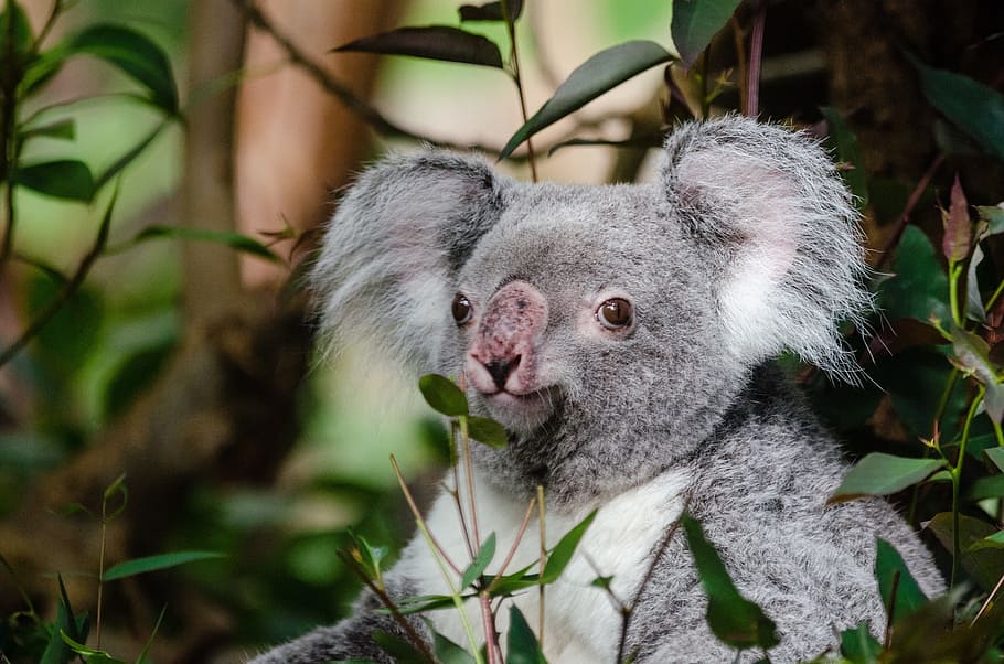 koala gris, koala, suportar, arbre, assegut, posat, retrat, gris, pell, vida salvatge, naturalesa, mirant, feliç, mamífer, bonic, temes d'animals, animal, un animal, fauna animal, planta, animals a la natura, full, part de la planta, cap gent, primer pla, vertebrats, centrar-se en primer pla, dia, a l'aire lliure, mirant la càmera, cap d’animals, herbívors, 1080P