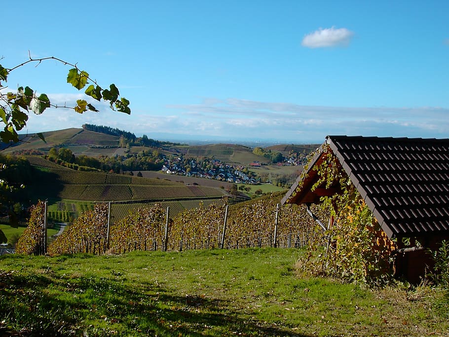 bottenau, ไร่องุ่น, Ortenau, ท้องฟ้า, สถาปัตยกรรม, โครงสร้างที่สร้างขึ้น, ปลูก, ภายนอกอาคาร, ธรรมชาติ, สิ่งแวดล้อม, ภูมิประเทศ, วัน, ที่ดิน, อาคาร, สนาม, ภูเขา, บ้าน, เมฆ - ท้องฟ้า, หลังคา, ไม่มีคน, หญ้า, กลางแจ้ง, การเจริญเติบโต, 1080P