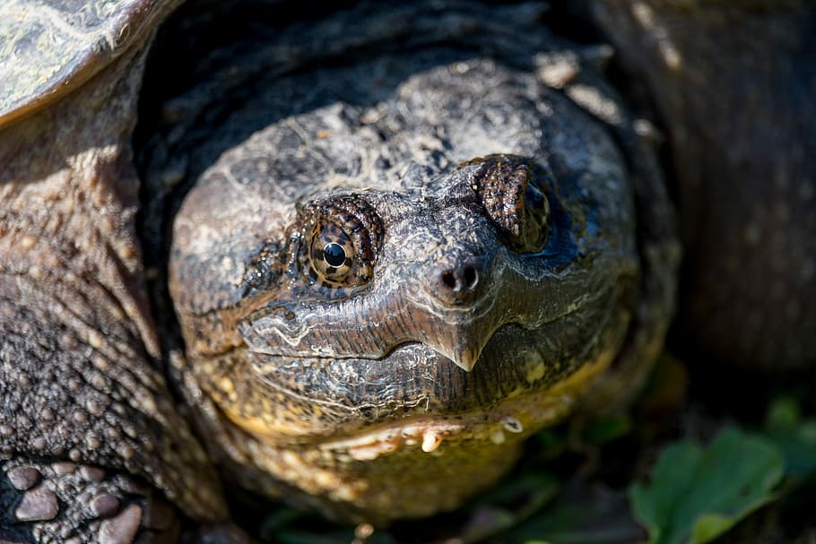 želva záře, makro fotografie, šedá, želva, tvář želvy, shell, tvář, zvíře, pusa, nos, hodinky, hledá, upřený pohled, oko, shawn kopec, obrana, plaz, zvířat, jednoho zvířete, zvířata ve volné přírodě, obratlovců, detail, zvířecí hlavy, portrét, část těla zvířete, nikdo, Příroda, při pohledu na fotoaparát, skořápka želvy, den, zvířecí shell, zvířecí oko, 5K