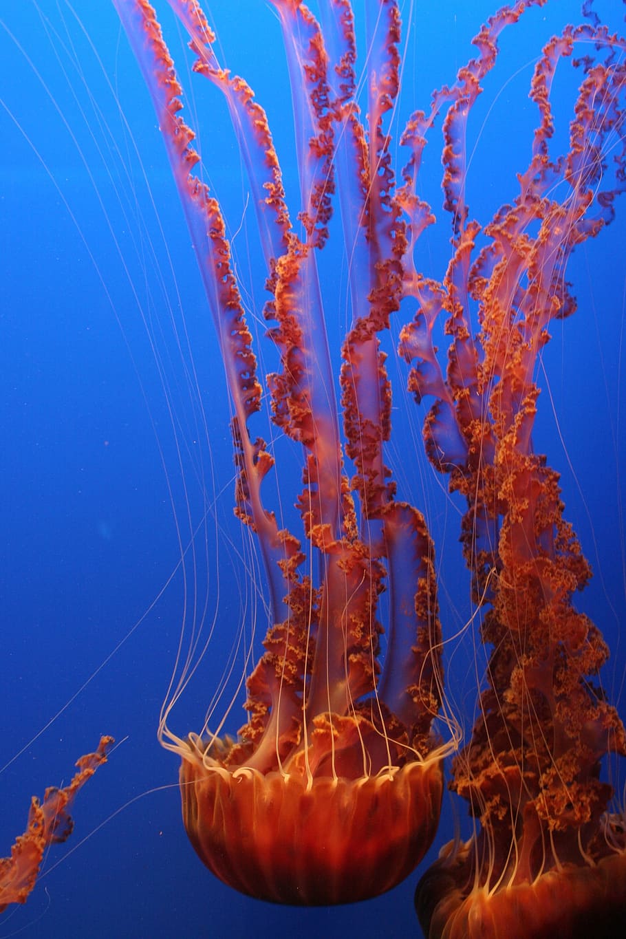 foto, marró, meduses, nedar, tentacles, oceà, peix, sota l'aigua, mar, exòtic, aquari, gelea, aquàtics, tropical, criatura, marí, aigua, perillós, la vida marina, tentacle, blau, temes d'animals, animal, animals a la natura, invertebrat, fauna animal, naturalesa, grup d’animals, cap gent, submarí, primer pla, a l'aire lliure, flotant a l'aigua, fons blau, 2K