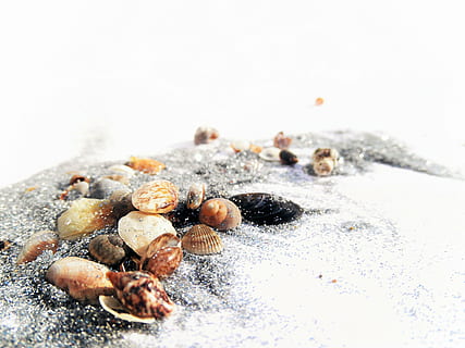 Nahansicht, Foto, Muscheln, Sand, winzig, funkeln, klein, süß, Strand, Kunsthandwerk, Essen und Trinken, Lebensmittel, keine Leute, drinnen, Frische, Studioaufnahme, große gruppe von gegenständen, Nuss - Essen, Stillleben, Wohlbefinden, getrocknetes Essen, Nuss, gesundes Essen, Fokus auf den Vordergrund, weißer Hintergrund, selektiver Fokus, Holz - Material, Natur, Trockenobst, Snack, 4K, CC0, gemeinfrei, lizenzfrei