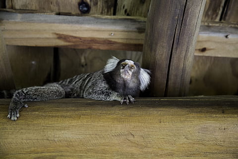 mico, natura, animale, scimmia, ambiente, animali, mata de são joão, temi animali, legno - materiale, un animale, mammifero, fauna selvatica, vertebrato, animali allo stato selvatico, nessuno, giorno, guardando lontano, analizzare, cercare, guardare, primate, uccello, uccello rapace, legna, seduta, all'aperto, rilassamento, 5K, CC0, dominio pubblico, privo di copyright