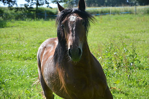 kůň, běh, hlava, hrát, tráva, cval, hlava, hrát si, skok, jízda na koni, koňský, zvíře, Příroda, hřebec, hospodařit, venku, hříva, kobyla, savec, hnědý, pastvina, venkovské scény, louka, plnokrevný kůň, krása v přírodě, zvířecí hlavy, pole, ranč, jednoho zvířete, zvířat, domácí zvířata, domácí, obratlovců, domácí mazlíčci, přistát, hospodářských zvířat, rostlina, nikdo, den, zaměřit se na popředí, zelená barva, býložravý, 1080P, CC0, veřejná doména, bez autorských práv