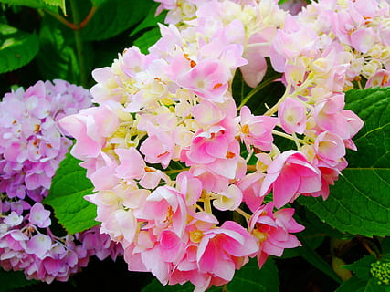 hydrangeas, Çiçekler, çiçek, çiçekli bitki, kırılganlık, Güvenlik açığı, bitki, doğada güzellik, büyüme, taçyaprağı, tazelik, pembe renk, bitki bölümü, çiçeklenme, kapatmak, Yaprak, çiçek kafa, insansız, doğa, gün, açık havada, botanik, leylak, bahar, Çiçek demeti, polen, 2K, CC0, kamu malı, telif ücretsiz