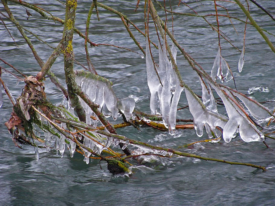 sloi de gheaţă, gheaţă, iarnă, rece, îngheţat, apă, natură, zi, animale tematice, în aer liber, animale vertebrate, nici o persoana, animal, malul mării, mare, frumusețe în natură, animale sălbatice, grup de animale, copac, plantă, animale în sălbăticie, mişcare, 2K