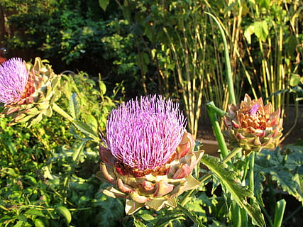carciofo, fiorire, fioritura, flora, fresco, pianta, naturale, fiore, giardino, floreale, pianta fiorita, freschezza, bellezza nella natura, crescita, vulnerabilità, fragilità, natura, infiorescenza, testa di fiore, viola, petalo, colore rosa, avvicinamento, giorno, concentrarsi sulle conoscenze acquisite, foglia, parte vegetale, colore verde, nessuno, 2K, CC0, dominio pubblico, privo di copyright