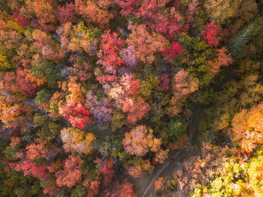 antenne, fotografering, flerfarvede, blomstræer, fugl-øje, udsigt, sortfarvede træer, Skov, efterår, orange, farve, træ, rød, grøn, drone, ovenfra, løv, natur, Salt Lake City, salt sø, plante, fuld ramme, skønhed i naturen, baggrunde, ingen mennesker, vækst, orange farve, dag, lave om, ro, jord, udendørs, høj vinkel visning, multi farvet, scenics - natur, friskhed, efterårssamling, 4K