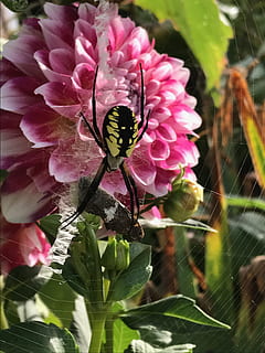 edderkopp, web, blomst, blomstrende plante, anlegg, skjørhet, skjønnhet i naturen, vekst, friskhet, virvelløse, nærbilde, sårbarhet, insekt, dyr i naturen, petal, ett dyr, dyre temaer, blomsterhodet, dyr, dyreliv, natur, fokusere på forgrunnen, ingen folk, rosa farge, utendørs, pollinering, 4K, CC0, offentlig domene, opphavsrett gratis