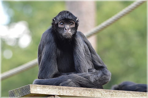 præhensile haleaber, abe, prehensile hale, aber, edderkoppen abe, skov djævelen, dyr, dyreliv, vild, zoologi, pattedyr, arter, ødemark, miljø, udendørs, natur, et dyr, kigger på kameraet, portræt, ingen mennesker, primat, dyr i naturen, sidder, mennesker, hvirveldyr, leder, sort farve, fokus på forgrunden, dag, depression - sorg, 1080P, CC0, offentligt domæne, royaltyfrie