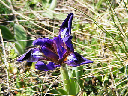 wild, iris, bloem, iris, wild, iris pseudacorus, paars, wilde iris, mov, Purper, groei, natuur, breekbaarheid, bloemblad, bloeiende plant, fabriek, kwetsbaarheid, schoonheid in de natuur, versheid, detailopname, bloemhoofd, land-, bloeiwijze, veld-, geen mensen, focus op de voorgrond, dag, krokus, buitenshuis, iris - plant, 2K, CC0, publiek domein, royaltyvrij