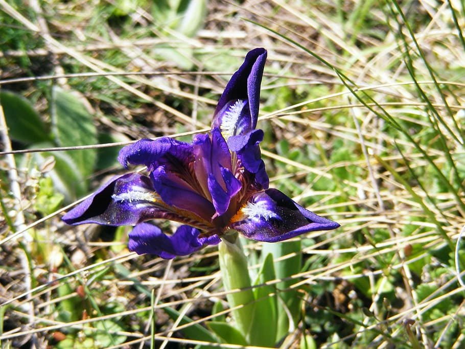 salvatge, iris, flor, iris, salvatge, iris pseudarocus, violeta, iris silvestre, mov, porpra, creixement, naturalesa, fragilitat, pètal, planta amb flors, planta, vulnerabilitat, bellesa a la natura, frescor, primer pla, cap de flor, terra, inflorescència, camp, cap gent, centrar-se en primer pla, dia, safrà, a l'aire lliure, iris - planta, 2K