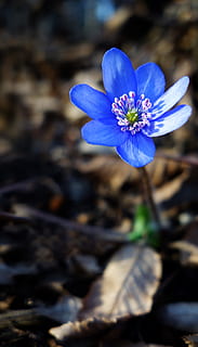 primula, blomst, forår, hepatica, blå blomst, forår blomster, tæt på, blomster, blomstrende plante, friskhed, sårbarhed, skrøbelighed, kronblad, plante, skønhed i naturen, blomsterhoved, blomsterstand, vækst, blå, natur, fokus på forgrunden, dag, pollen, ingen mennesker, lilla, krokus, 4K, CC0, offentligt domæne, royaltyfrie