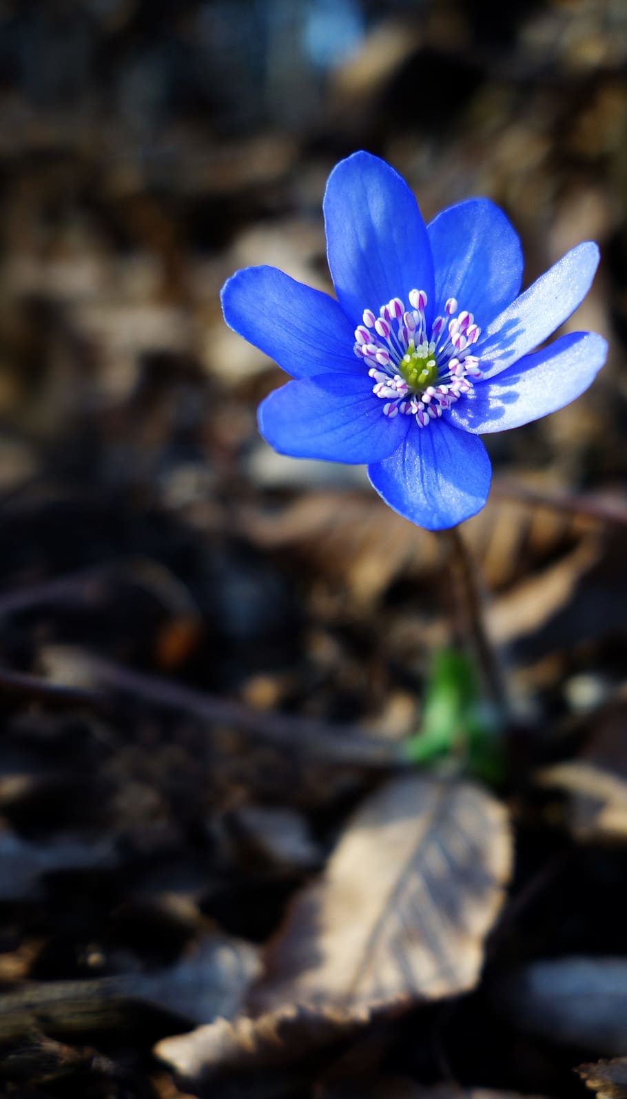 primula, flor, primavera, hepatica, flor blava, flors de primavera, primer pla, flors, planta amb flors, frescor, vulnerabilitat, fragilitat, pètal, planta, bellesa a la natura, cap de flor, inflorescència, creixement, blau, naturalesa, centrar-se en primer pla, dia, pol·len, cap gent, porpra, safrà, 4K