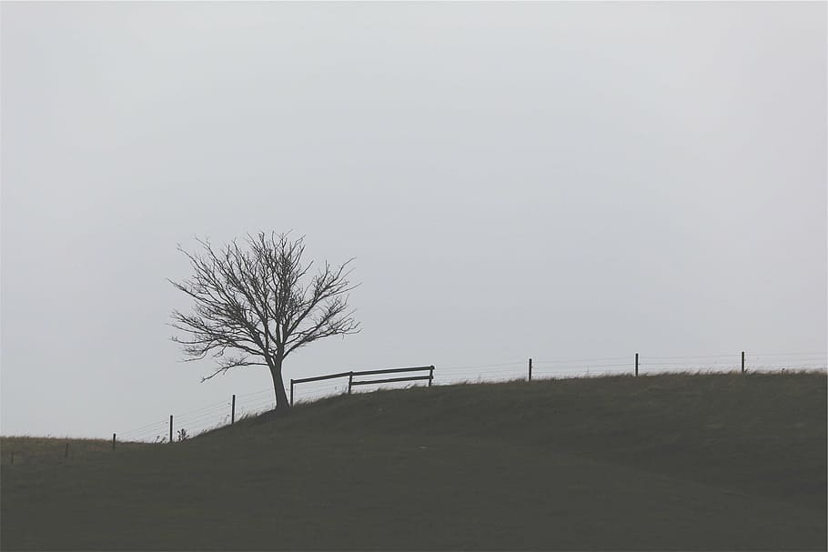 marró, arbre, camp de gespa, durant el dia, paisatge, tanca, herba, camps, gris, cel, arbre nu, a l'aire lliure, dia, cap gent, naturalesa, camp, planta, terra, còpia espai, arquitectura, cel clar, tranquil·litat, medi ambient, bellesa a la natura, escena tranquil·la, estructura construïda, escenics - natura, 1080P