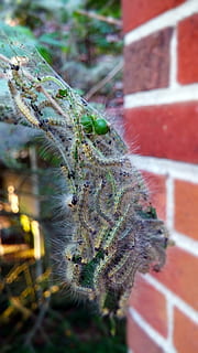 caduta del webworm, vermi, palmato, nido, vermi web, nido palmato, nido di Webworm, larva, iphantria cunea, falena, Arctiidae, verme, bruco, insetto, peste, web, natura, ramo, larve, colonia, infestazione, tenda, fogliame, seta, parassita, danno, all'aperto, bozzolo, animale, ecologia, entomologia, metamorfismo, un animale, concentrarsi sulle conoscenze acquisite, giorno, nessuno, temi animali, avvicinamento, pianta, messa a fuoco selettiva, mattone, muro di mattoni, crescita, colore verde, fauna selvatica, animali allo stato selvatico, invertebrato, parete, 4K, CC0, dominio pubblico, privo di copyright