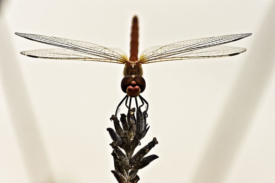 libelulă, insectă, aripă, închide, insectă, aripă, un animal, animale tematice, animale sălbatice, animale în sălbăticie, a închide, nevertebrat, animal aripă, animal, natură, partea corpului animalului, nici o persoana, zbor, studio shot, în interior, macro, fundal alb, frumusețe în natură, fluture - insectă, 4K