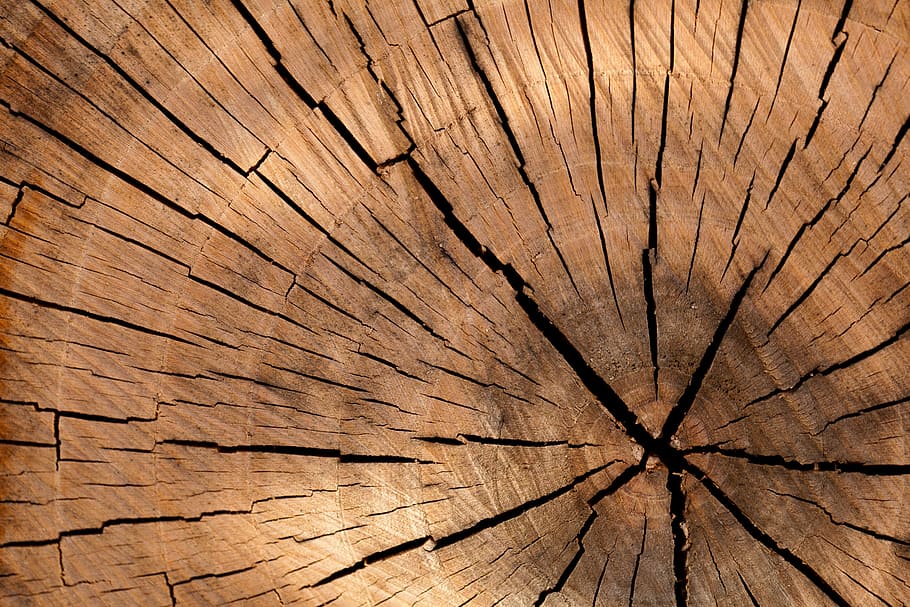 sense títol, fons, marró, cercle, tallar, detall, registre, fusta, naturalesa, vell, patró, anell, estructura, monyó, superfície, textura, arbre, tronc, material de fusta, marc complet, esquerdat, monstre de l'arbre, escorça, anell d’arbre, primer pla, cap gent, patró natural, concèntric, planta, dia, gra de fusta, a l'aire lliure, efecte texturat, 2K