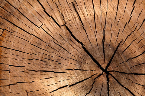 dřevo, vzor, textura, strom, kmen stromu, pozadí, dřevo - materiál, celý rám, texturou, hnědý, prasklý, pařez, strom prsten, kůra, detail, nikdo, soustředný, Příroda, rostlina, přírodní vzor, den, průřezu, venku, efekt, 2K, CC0, veřejná doména, bez autorských práv