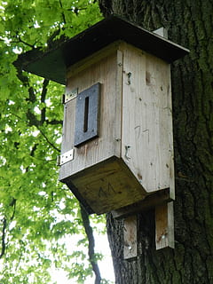 Nistkasten, Voliere, Vogelfütterer, Baum, Nistplatz, Vogelhaus, Pflanze, gebaute Struktur, Flachwinkelansicht, die Architektur, keine Leute, Holz - Material, Tag, Natur, Gebäudehülle, draußen, Baumstamm, Kofferraum, Gebäude, Wachstum, Fokus auf den Vordergrund, Haus, alt, Loch, 4K, CC0, gemeinfrei, lizenzfrei