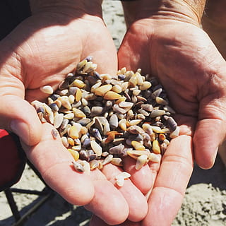 musling, hænder, myrtle beach, shell, strand, skal, strand, afgrøder, høst, korn, en person, menneskelig kropsdel, bedrift, menneskelig hånd, møtrik - mad, mennesker, hånd, mad og drikke, rigtige mennesker, mad, tæt på, frø, uigenkendelig person, dag, høj vinkel visning, nød, stor gruppe af objekter, kropsdel, friskhed, natur, hænder cupped, finger, 1080P, CC0, offentligt domæne, royaltyfrie