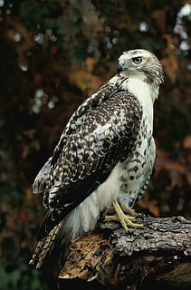 žurnāls, stāv, vanags, nocietināts, sarkans, piekariņi, Hawks, putni, dzīvnieki, fauna, putns, dzīvnieku tēmas, dzīvnieku savvaļas dzīvnieki, dzīvniekiem savvaļā, dzīvnieku, mugurkaulniekiem, viens dzīvnieks, plēsīgo putnu, koncentrēties uz jaunajām zināšanām, perching, tuvplāns, koks, nav cilvēku, dienā, koksne - materiāls, raksturs, filiāle, ārā, pilns garums, augu, ērglis, piekūns - putns, 4K, CC0, publiskais domēns, bez atlīdzības