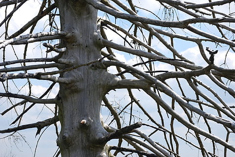arbre, estructura, fusta vella, troncs, fusta, arbres, branca, naturalesa, àrid, vista d’angle baix, planta, arbre nu, tronc, cel, tronc de l'arbre, dia, cap gent, creixement, a l'aire lliure, bellesa a la natura, tranquil·litat, llum solar, fons, cel clar, material de fusta, terra, 1080P, CC0, domini públic, lliure de regalies
