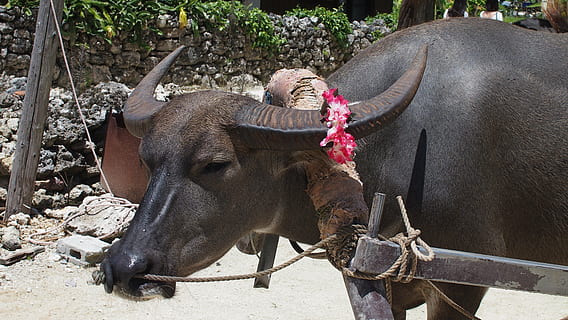 búfalo, piratería, okinawa, Asia, animal, búfalo de agua, Tailandia, mamífero, naturaleza, temas de animales, animales domesticos, ganado, nacional, vertebrado, fauna animal, grupo de animales, mascotas, dos animales, con cuernos, al aire libre, día, nadie, herbívoro, cabeza de animal, 4K, CC0, dominio público, libre de derechos