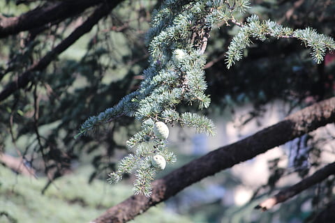 pijnboom, boom, tak, jong, onrijpe zaden, pinus, fabriek, schoonheid in de natuur, groei, natuur, dag, focus op de voorgrond, geen mensen, koude temperatuur, detailopname, kalmte, dennenboom, winter, naaldboom, sneeuw, buitenshuis, selectieve aandacht, Pinaceae, 5K, CC0, publiek domein, royaltyvrij