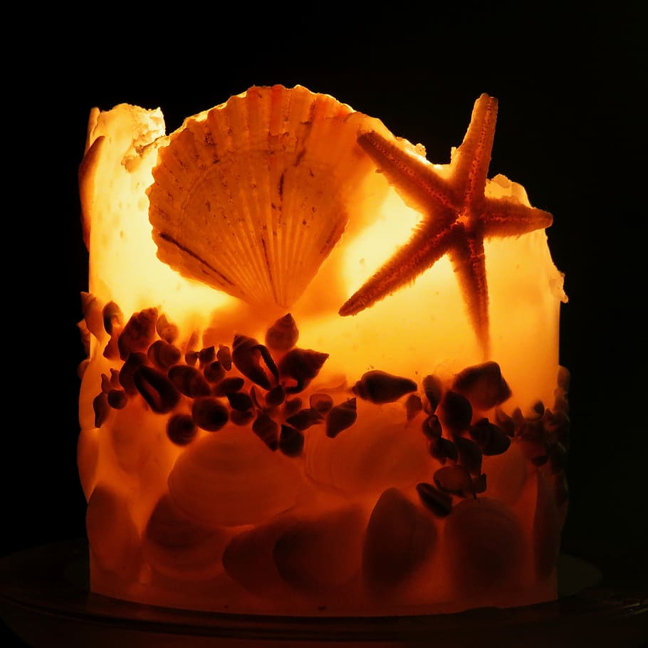 vela, petxines, espelmes, relaxa't, luxe, natural, configuració, decoració, la vida, mar, llum, estrella de mar, tir de l'estudi, frescor, flor, primer pla, a l'interior, planta amb flors, fons negre, cap gent, menjar, color taronja, menjar i beguda, fragilitat, fruita, cap de flor, vulnerabilitat, bellesa a la natura, naturalesa, inflorescència, pètal, alimentació saludable, 2K