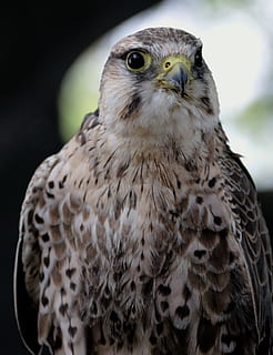 lanner, falcó, ocell, depredador, raptor, lanner, falcó, presa, vida salvatge, falconeria, salvatge, posat, a l'aire lliure, ull, bec, ales, rapinyaire, un animal, fauna animal, animals a la natura, temes d'animals, animal, vertebrats, primer pla, centrar-se en primer pla, falcó - ocell, cap gent, dia, mirant, naturalesa, mirant cap a fora, retrat, part del cos dels animals, cap d’animals, ull d’animals, àguila, ulls grocs, 2K, CC0, domini públic, lliure de regalies