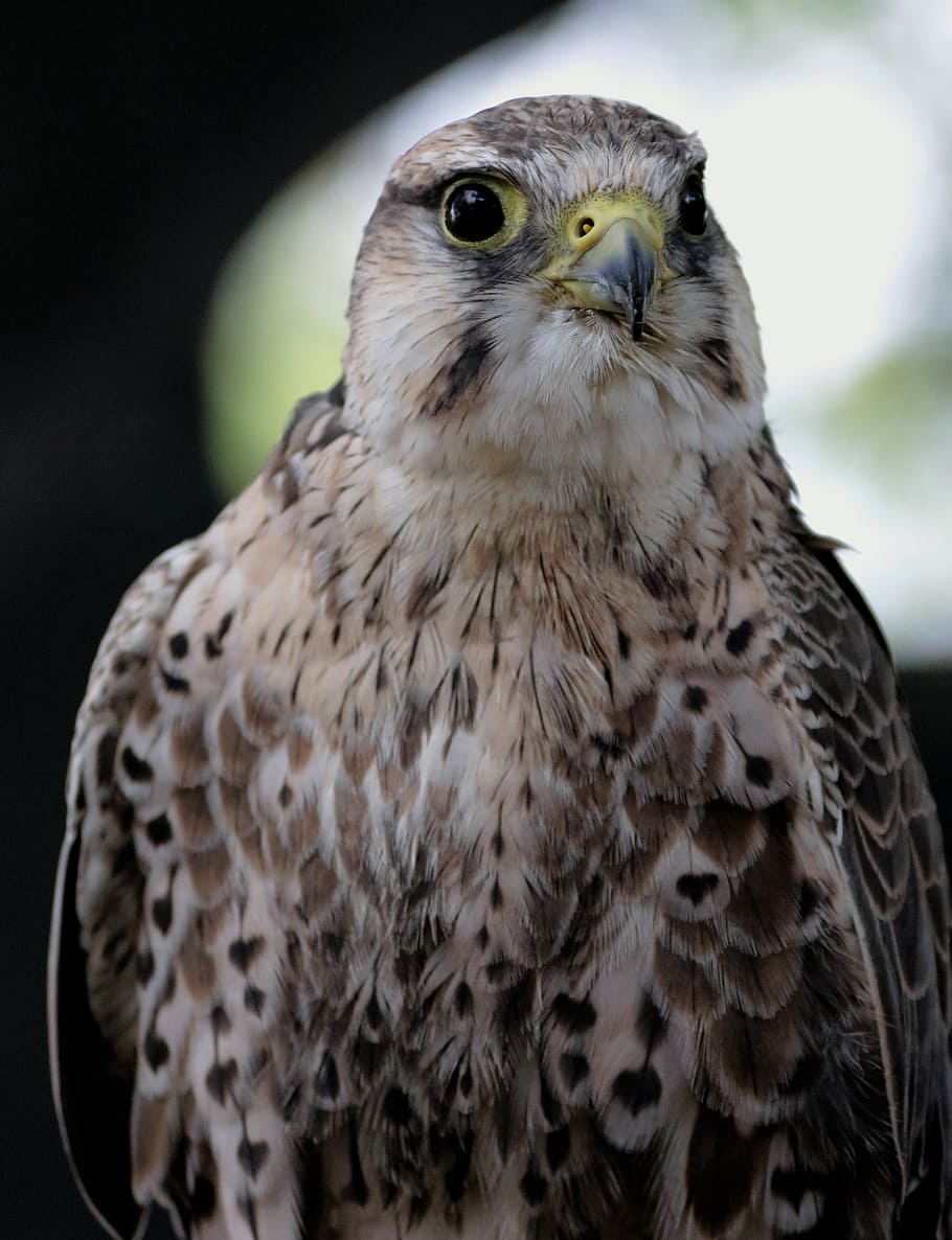 lanner, falcó, ocell, depredador, raptor, lanner, falcó, presa, vida salvatge, falconeria, salvatge, posat, a l'aire lliure, ull, bec, ales, rapinyaire, un animal, fauna animal, animals a la natura, temes d'animals, animal, vertebrats, primer pla, centrar-se en primer pla, falcó - ocell, cap gent, dia, mirant, naturalesa, mirant cap a fora, retrat, part del cos dels animals, cap d’animals, ull d’animals, àguila, ulls grocs, 2K