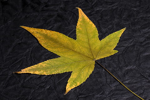 blad, bladblad, falde blade, baggrund, blade, løv, design, plante del, efterår, gul, lave om, ahorn blad, tæt på, bladvenen, natur, ingen mennesker, direkte over, tør, sårbarhed, skrøbelighed, tekstureret, studio skud, skønhed i naturen, udendørs, sort baggrund, naturlig tilstand, 5K, CC0, offentligt domæne, royaltyfrie