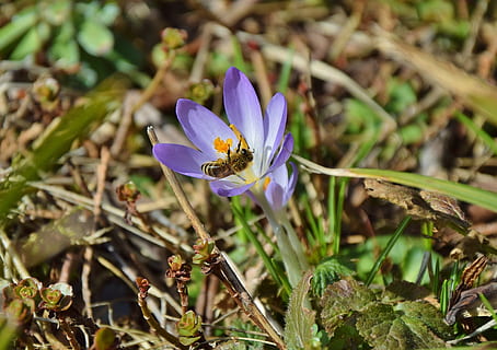 krokus, Bie, korkus bee, vår, blomst bi, blomstrende plante, blomst, anlegg, sårbarhet, skjørhet, skjønnhet i naturen, petal, vekst, friskhet, virvelløse, blomsterhodet, nærbilde, dyreliv, ett dyr, dyre temaer, lilla, dyr i naturen, dyr, insekt, pollinering, ingen folk, pollen, iris, 2K, CC0, offentlig domene, opphavsrett gratis