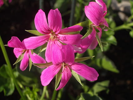 blomst, geranium, rosa, rosa blomst, rosa farge, skjørhet, vekst, ingen folk, anlegg, blomstrende plante, petal, skjønnhet i naturen, sårbarhet, friskhet, nærbilde, inflorescence, blomsterhodet, natur, fokusere på forgrunnen, dag, utendørs, pollen, botanikk, våren, lilla, 2K, CC0, offentlig domene, opphavsrett gratis