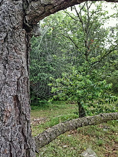 tree, spider web, leaves, branches, nature, trees, green, plant, no people, growth, tree trunk, trunk, day, forest, green color, beauty in nature, land, outdoors, tranquility, close-up, foliage, pattern, wood - material, lush foliage, fence, woodland, 2K, CC0, public domain, royalty free